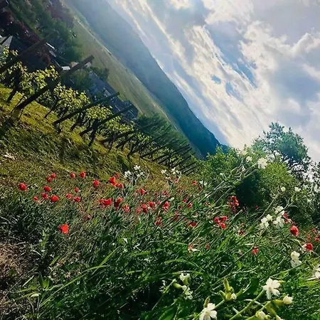 Un Petit Ecrin Au Coeur Du Vignoble Alsacien *