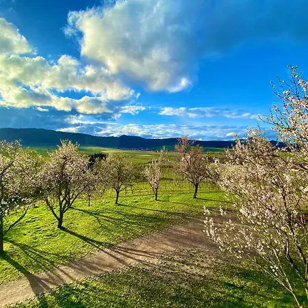 Un Petit Ecrin Au Coeur Du Vignoble Alsacien * מיטלוויר