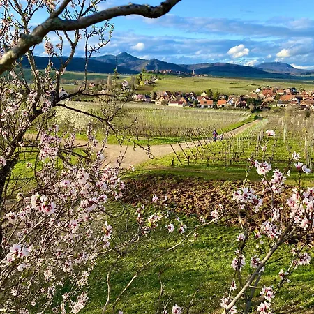 Un Petit Ecrin Au Coeur Du Vignoble Alsacien מיטלוויר